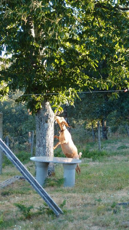 Aldeia Do Codecal Pension Codecal  Buitenkant foto